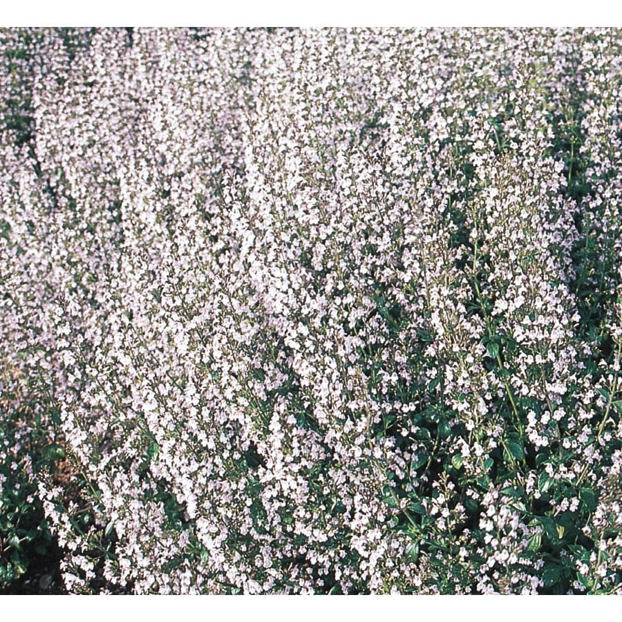 1Gallon Potted Blue Flower Cat Mint (L14765) at