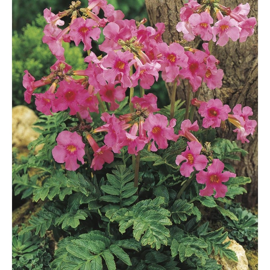 Shop 1.5-Gallon Potted Hardy Gloxinia (LW01130) at Lowes.com
