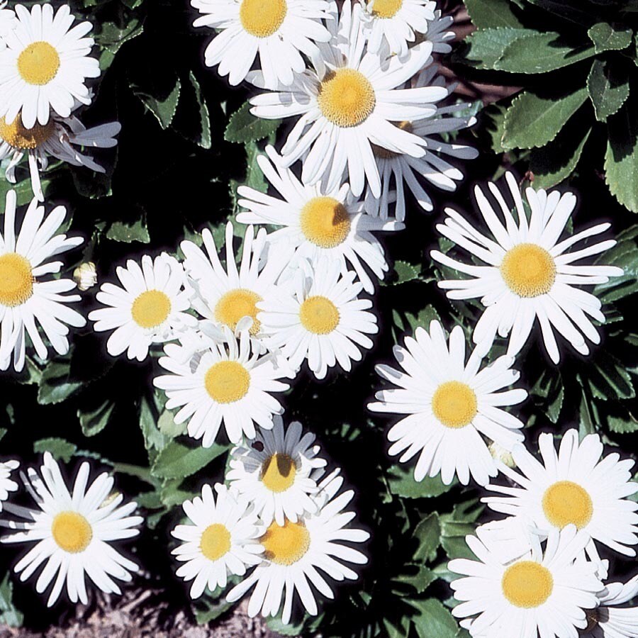 Montauk Daisy Perennials at