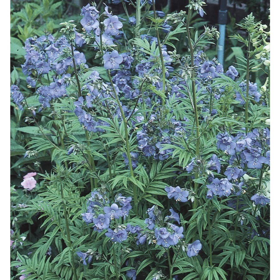 1.5Gallon in Pot Jacob's Ladder (L16284) at