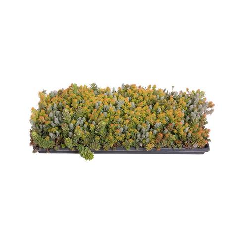0.5Pack in Tray Sedum at