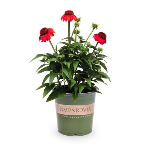 Monrovia 1Gallon in Pot Sombrero; Hot Coral Coneflower at