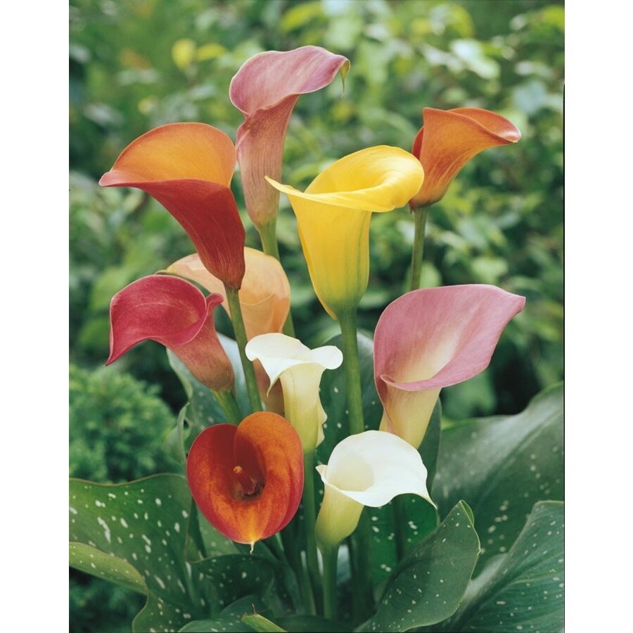 Shop Calla Lily (LW00678) at