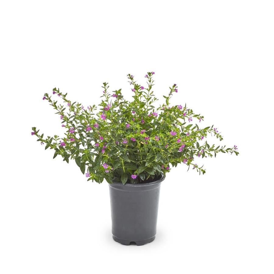 1-Quart Purple Mexican Heather in Pot (L7071) at Lowes.com