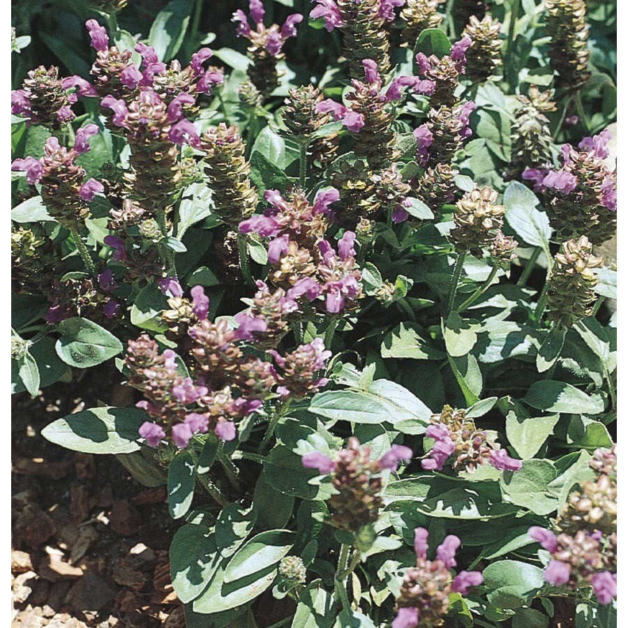 1 Quart Self Heal (L7579)