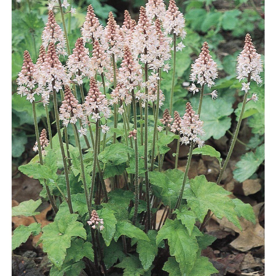 2.5Quart Potted Foam Flower (L8488) at