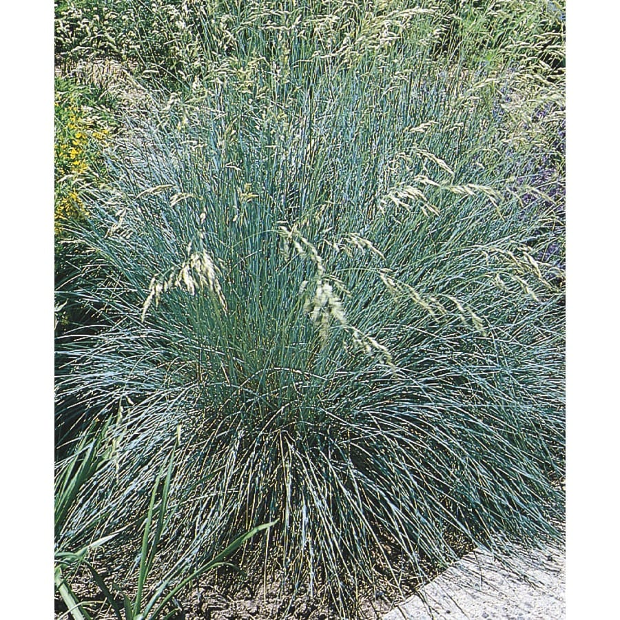 Shop 1.5-Gallon Blue Oat Grass (L9321) at Lowes.com