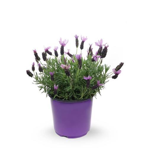 1.5-Gallon in Pot Lavender (L6071) in the Perennials department at ...