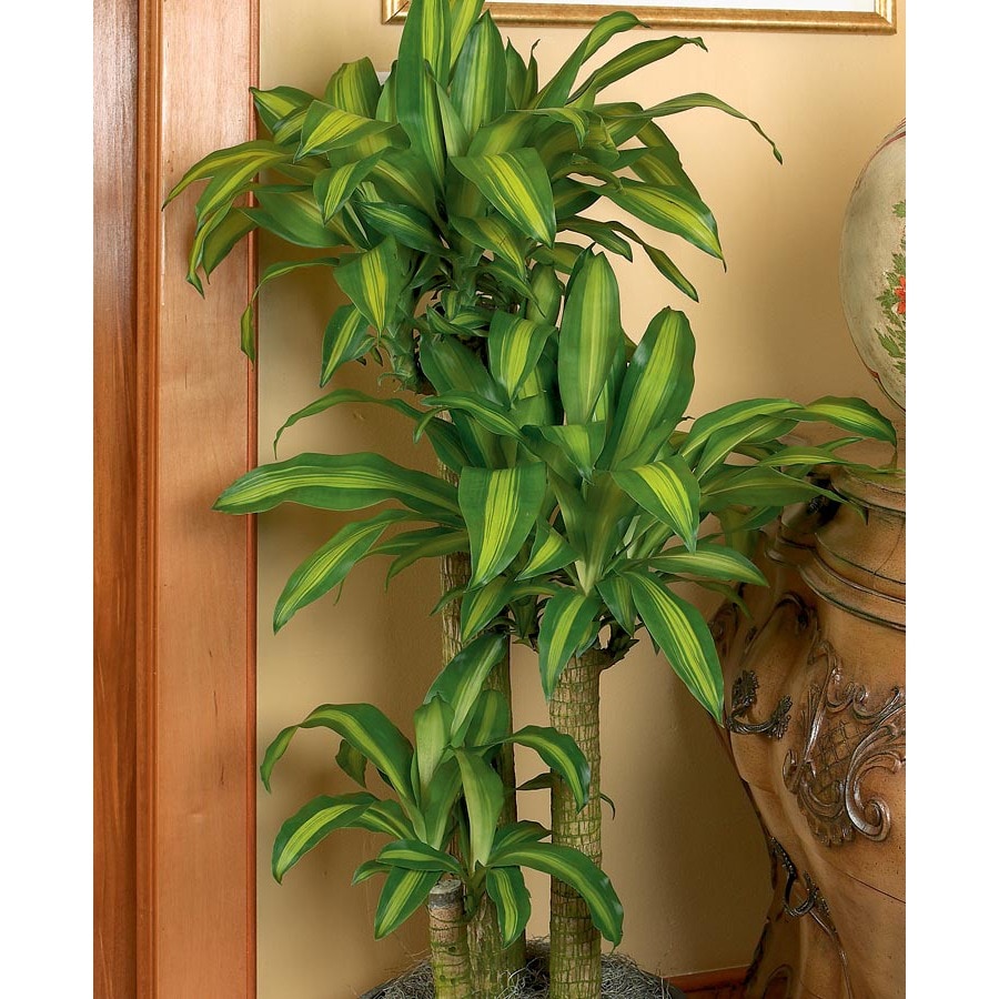 Mass Cane L20959hp At Lowes mass-cane-l20959hp-at-lowes