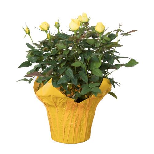 13oz Multicolor Miniature Rose in Plastic Pot at