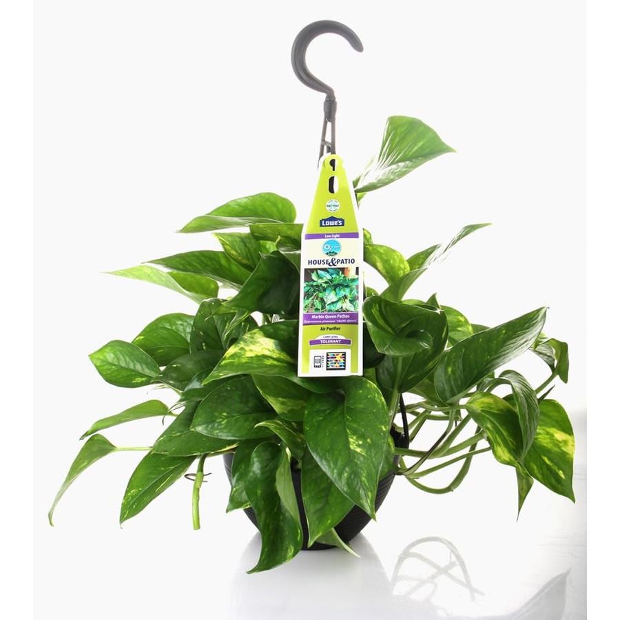 1 25 Quart Hanging Basket Pothos At Lowes