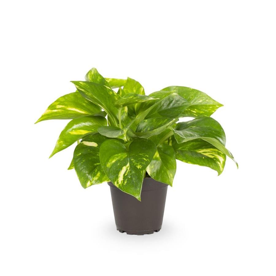 13-oz Potted Pothos at Lowes.com