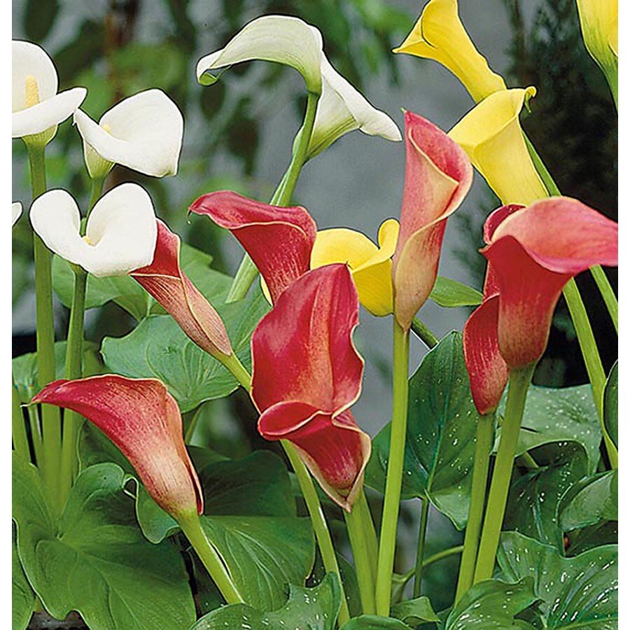 Mixed Calla Lily (L16547hp) at