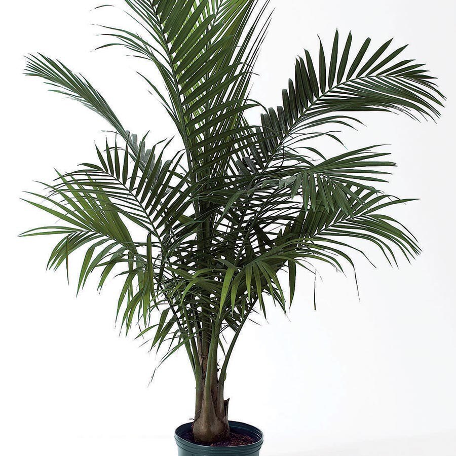 Majesty Palm (L20955hp) at Lowes.com