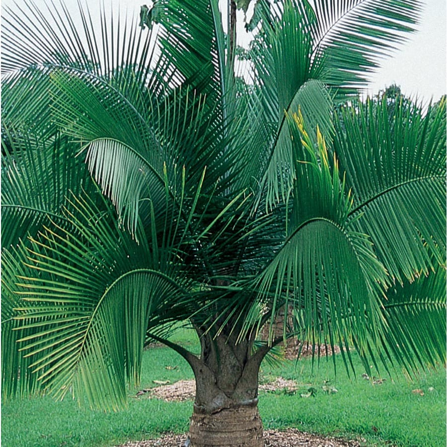 Majesty Palm (LTL0062) at Lowes.com