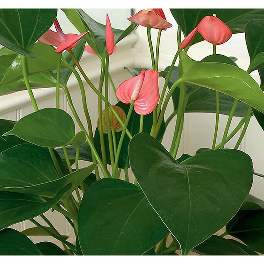 Mixed Anthurium L20914hp In The House Plants Department At Lowes Com