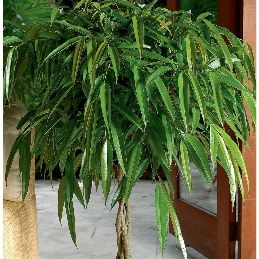 Alii Ficus (L20940hp) at Lowes.com