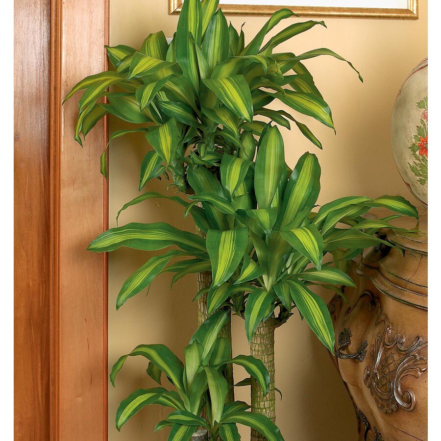 Insignificant Cataractarum Palm L10034hp In The House Plants Department At Lowes Com