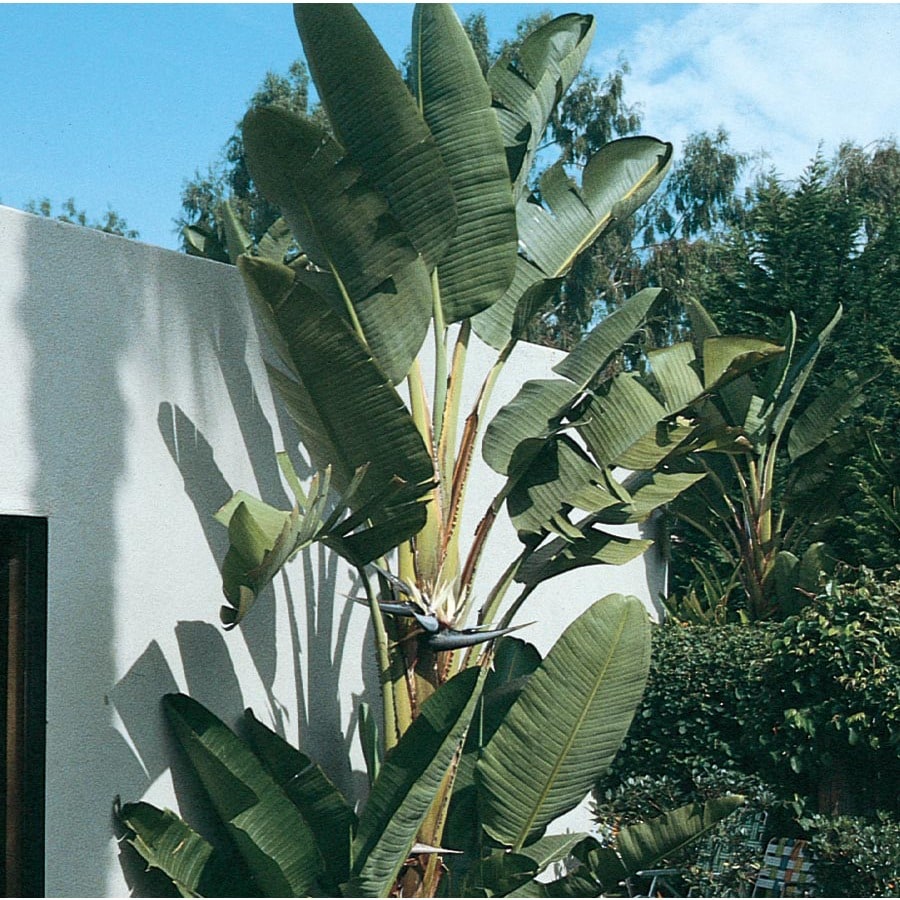 Bicolor White Bird Of Paradise Flowering Shrub in Pot