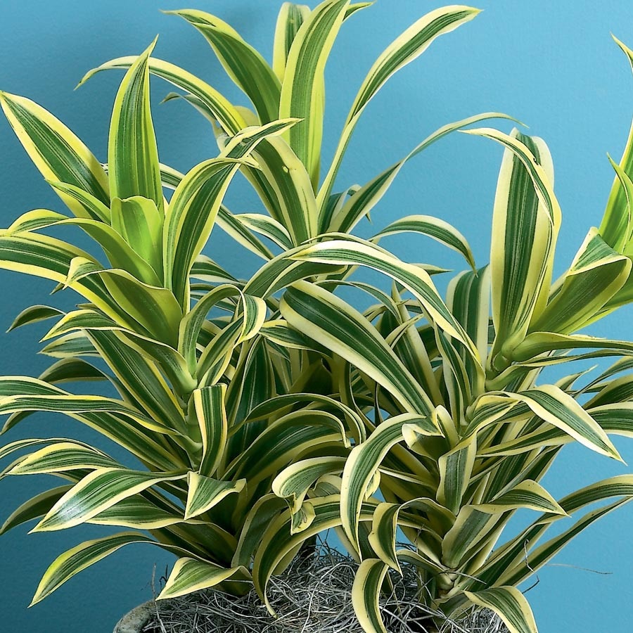 Shop Song Of India Dracaena L20975hp At Lowes Com   737171105561 