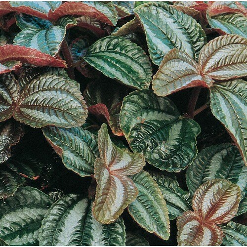 Friendship Plant (L9923hp) in the House Plants department at