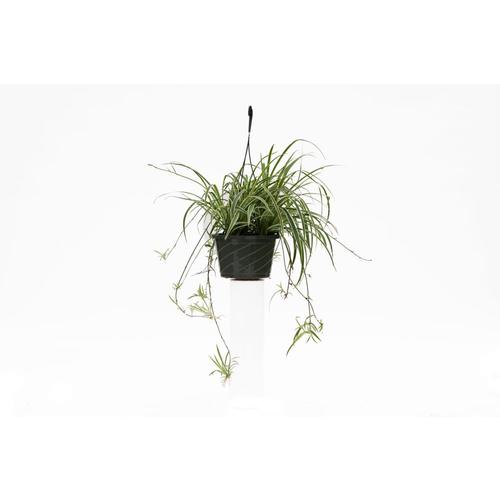 3Quart in Hanging Basket Spider Plant in the Tropical