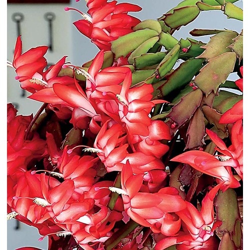 Mixed Christmas Cactus (L21216hp) in the House Plants department at