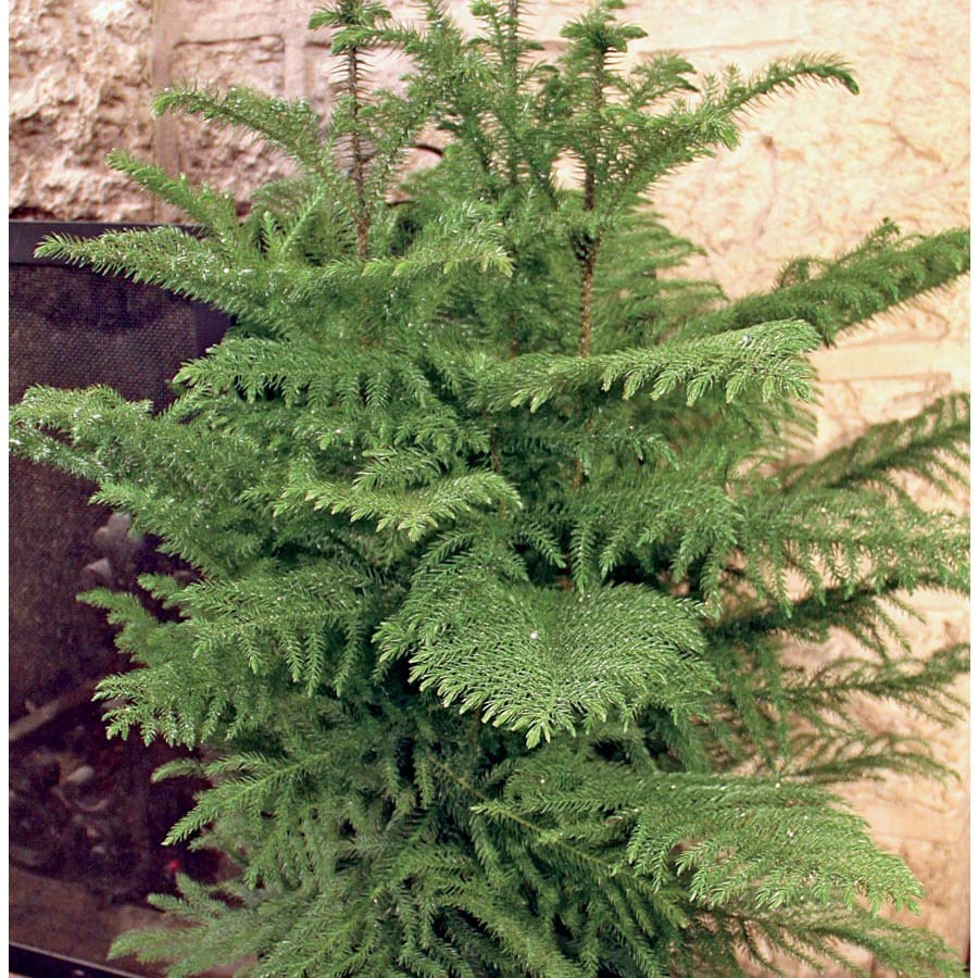 Norfolk Island Pine L960hp In The House Plants Department At Lowes Com