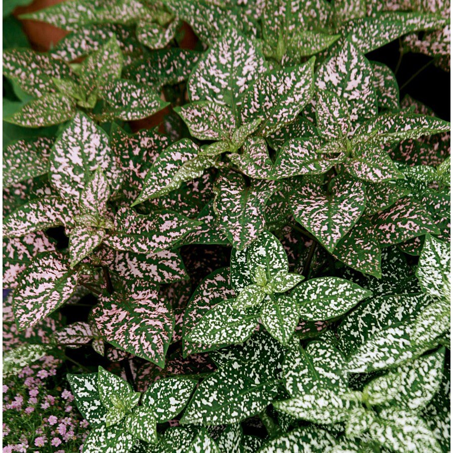 13oz Insignificant Polka Dot Plant in Pot (L17149) in the