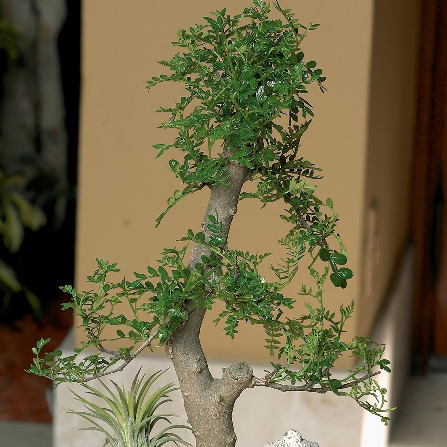 Bonsai (L20919hp) at