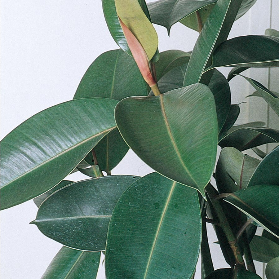 Rubber Plant (l5454hp) At Lowes.com