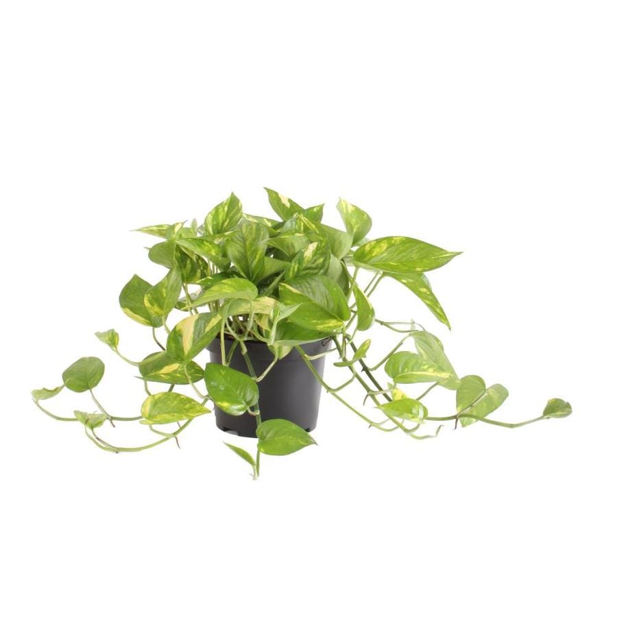 Golden Pothos (LTL0077) at