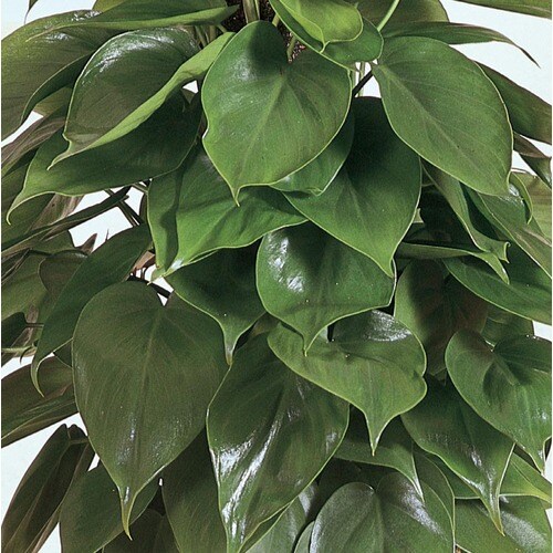 Sweetheart Philodendron (L3333hp) in the House Plants department at ...