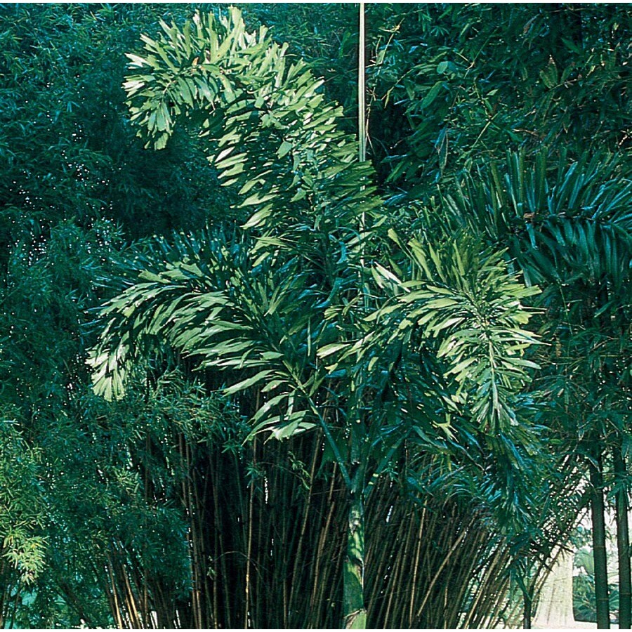 Foxtail Palm (L14531) at
