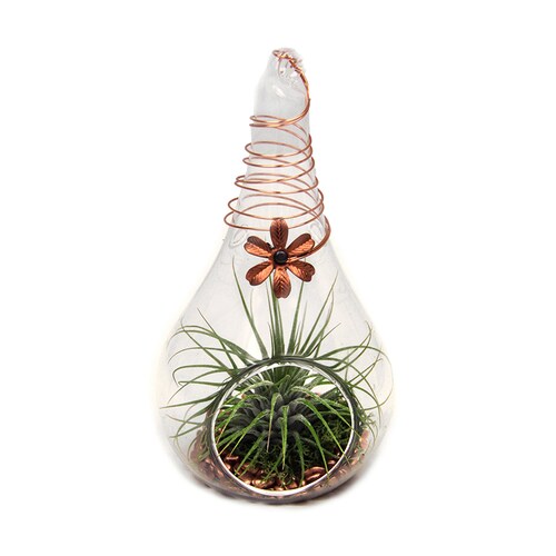 5in Terrarium in Glass Planter in the House Plants department at