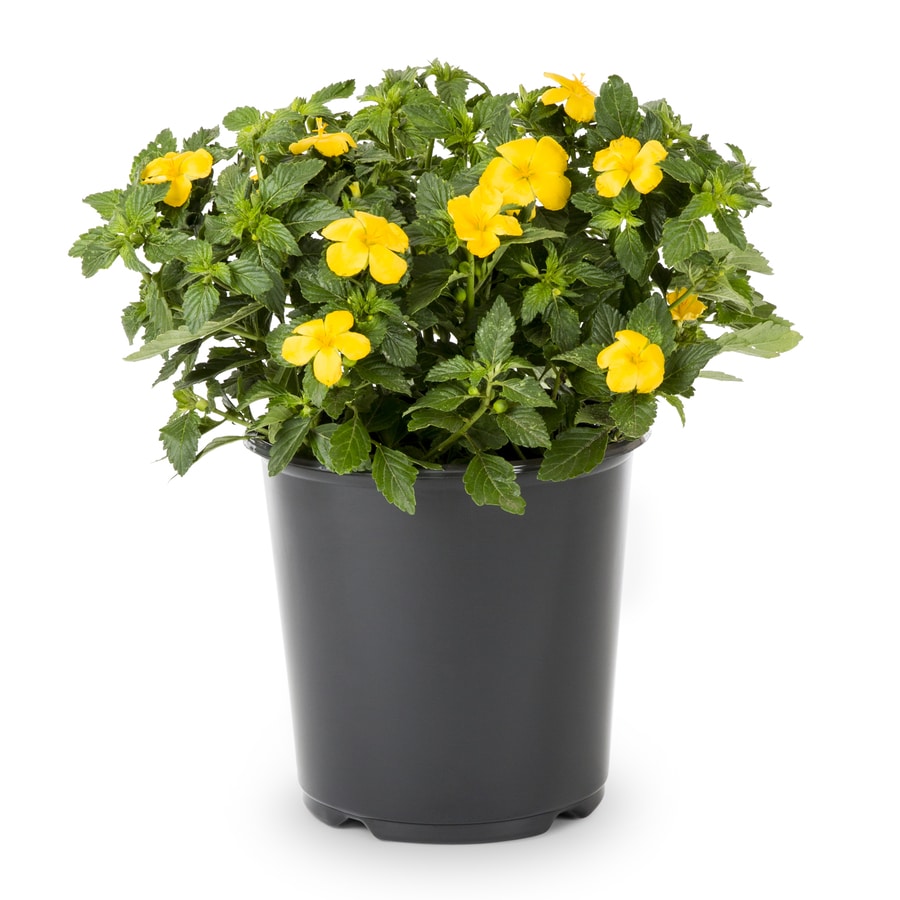 buttercup plant on sale