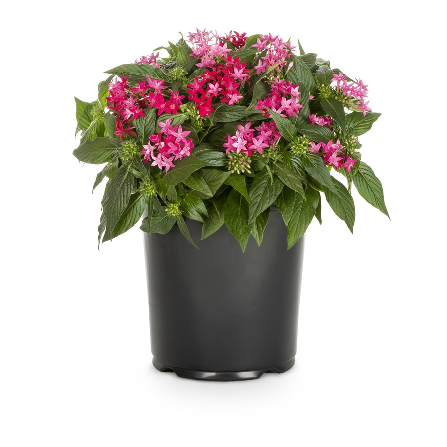 1-Gallon in Pot Pentas (L10436) at Lowes.com