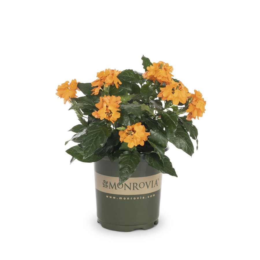 Monrovia 1Gallon Potted Crossandra at