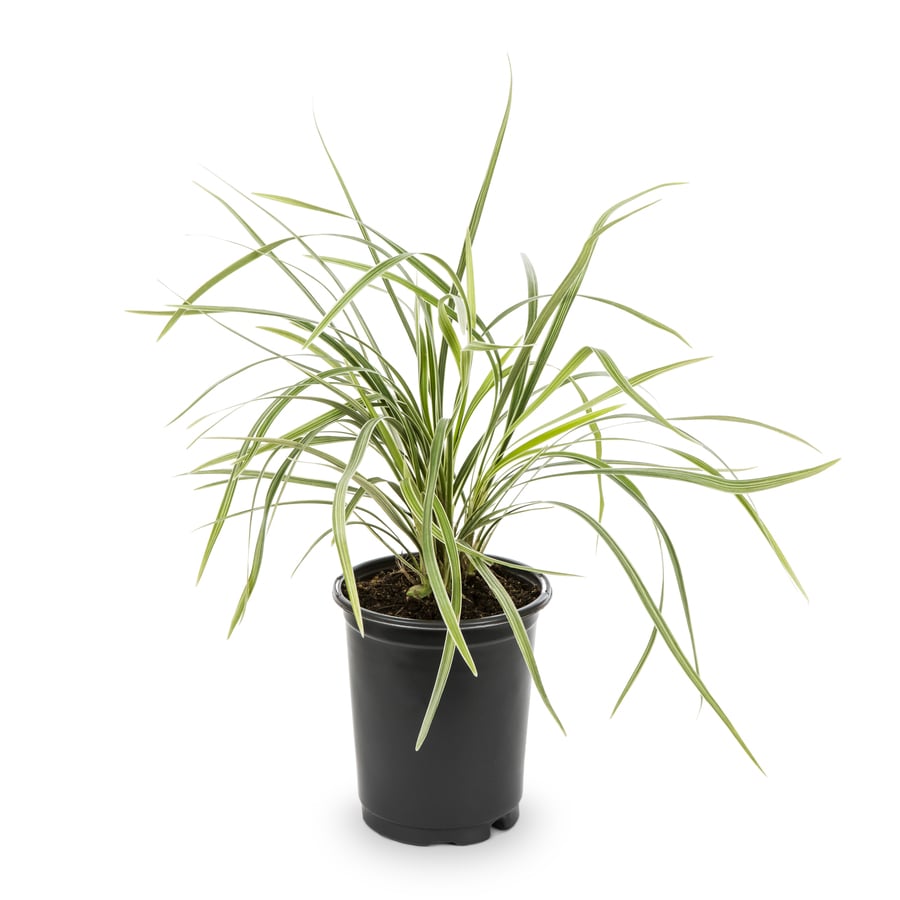 1-Quart Aztec Grass in Pot (L8297) at Lowes.com