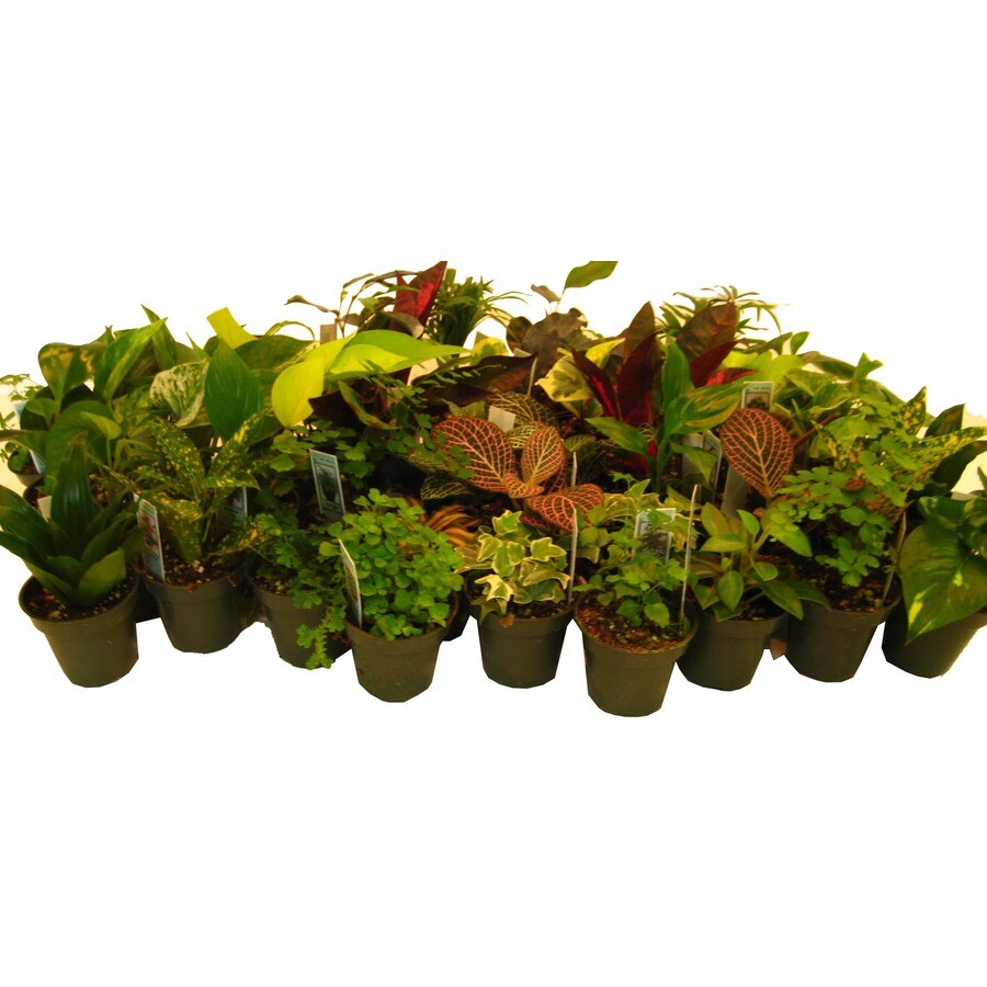 4 Oz Assorted Varieties Foliage In The House Plants Department At Lowes Com