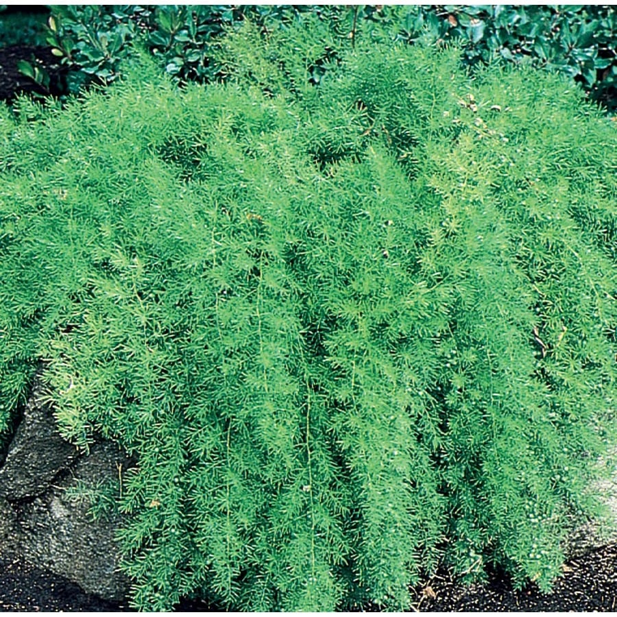 1Pint White Asparagus Fern in Plastic Pot (L5775) at