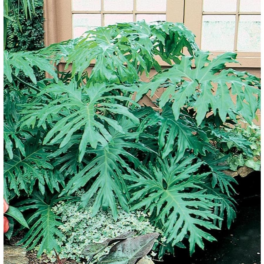 House Plants at