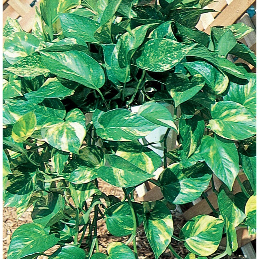 1.21Pint in Pot Pothos (L4925) at