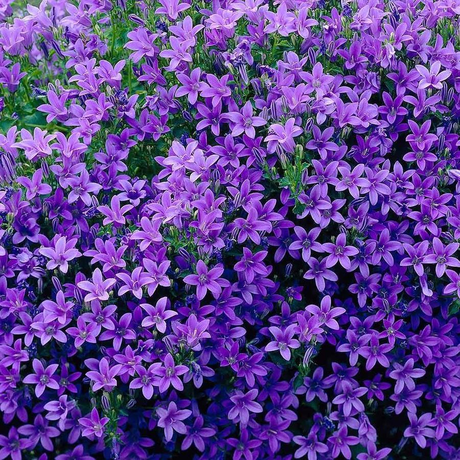 Regina Martin: Purple Perennial Flowers Lowes / Fountain Grass ...