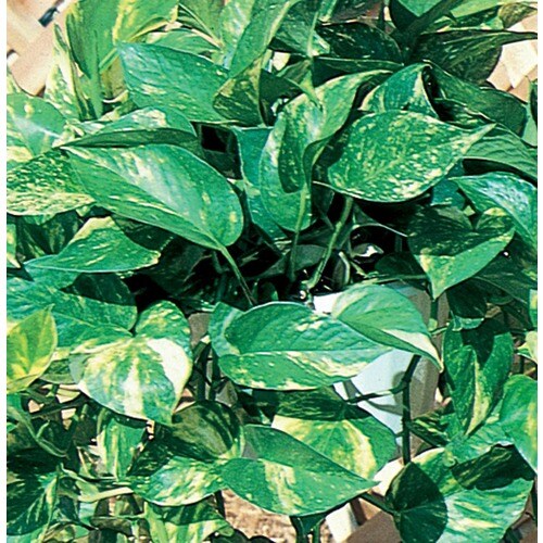 1.78Quart in Pot Golden Pothos (Ltl0077) in the Tropical