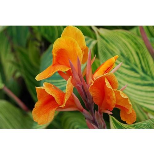 2.5Quart Multicolor Canna Lily in Pot in the Annuals department at