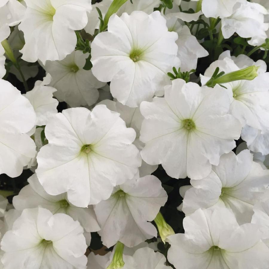 1.25Quart White Petunia in Pot at