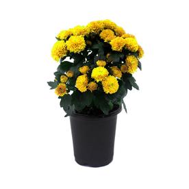 1-Pint Yellow Yellow Mum in Pot