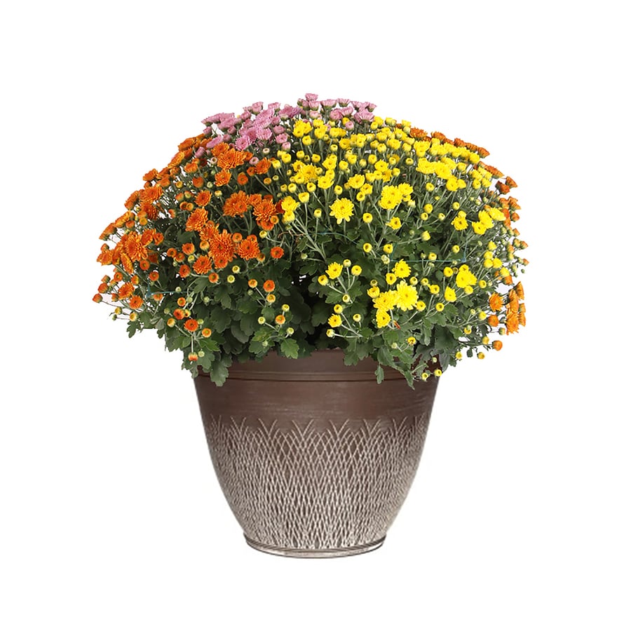 mum gallon multicolor pot lowes