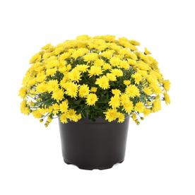 3-Quart Yellow Yellow Garden Mum in Pot